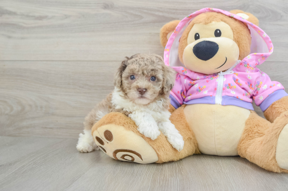 5 week old Poodle Puppy For Sale - Simply Southern Pups