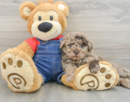 8 week old Poodle Puppy For Sale - Simply Southern Pups