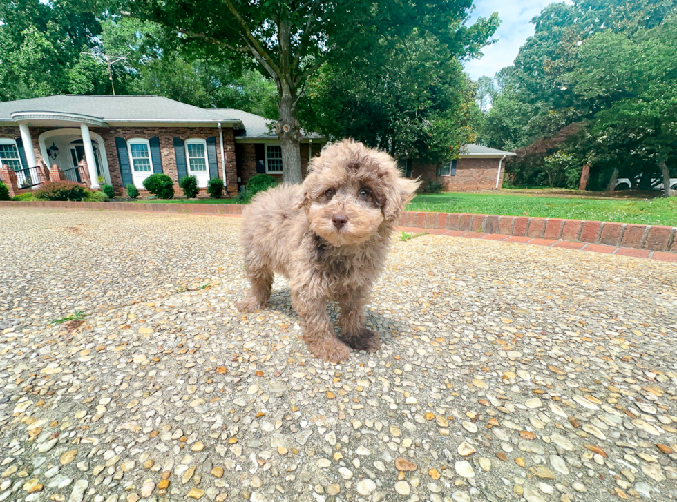 Poodle Pup Being Cute