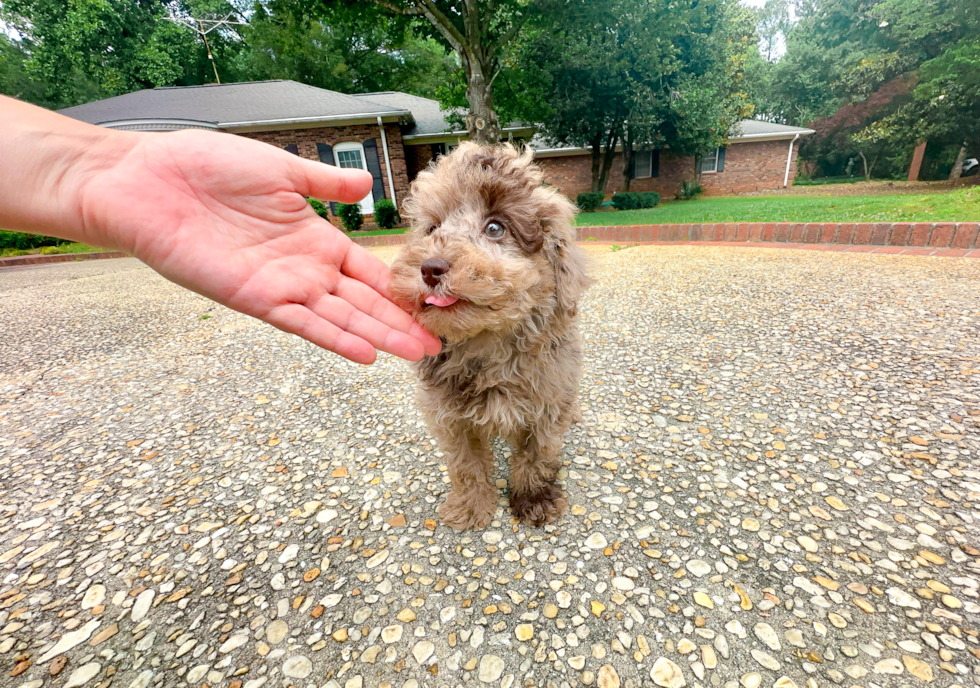 Poodle Pup Being Cute