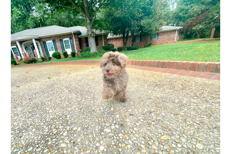 Cute Pooodle Purebred Puppy