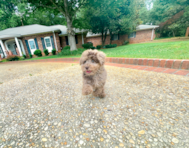 10 week old Poodle Puppy For Sale - Simply Southern Pups