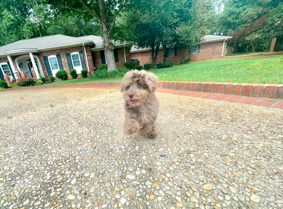 Cute Pooodle Purebred Puppy