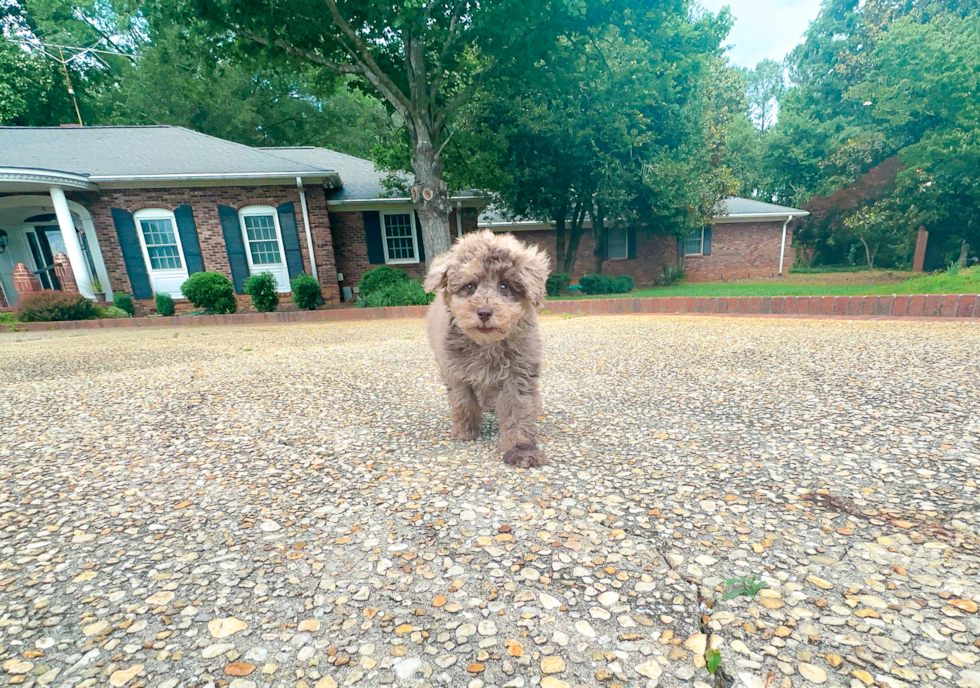 Cute Poodle Purebred Pup