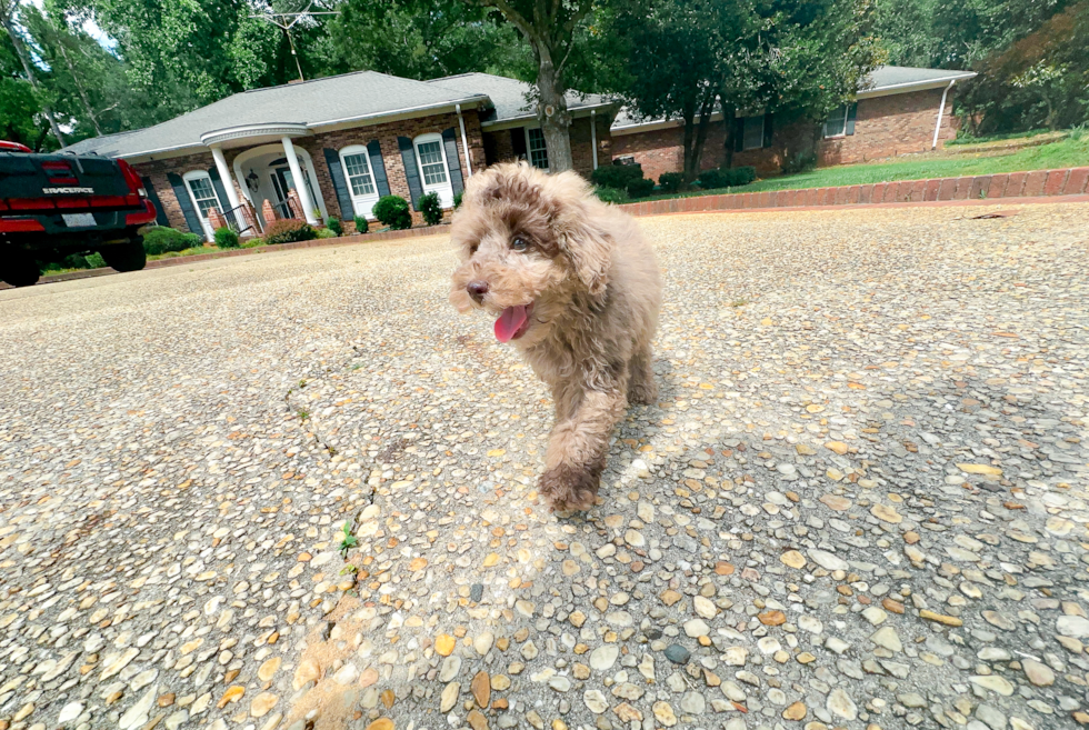 Best Poodle Baby