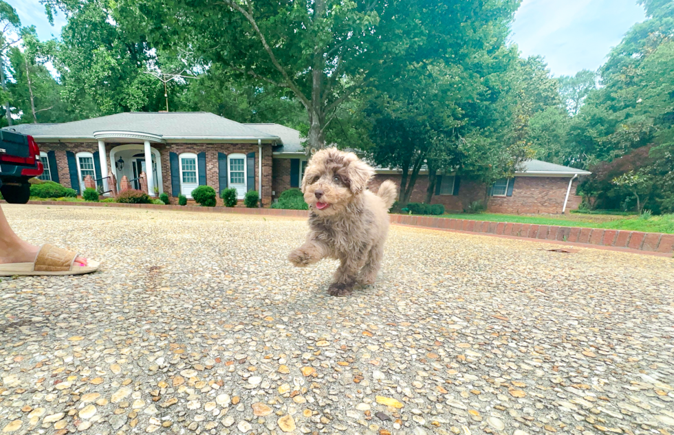 Best Poodle Baby