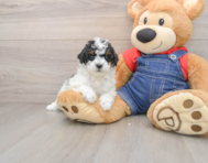 6 week old Poodle Puppy For Sale - Simply Southern Pups