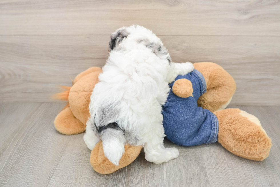 Popular Poodle Baby