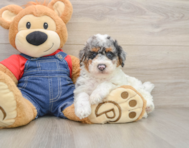 8 week old Poodle Puppy For Sale - Simply Southern Pups