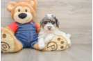 Poodle Pup Being Cute