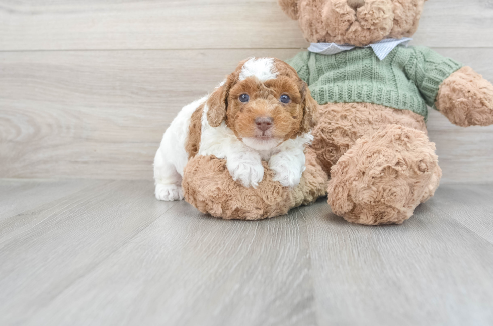 6 week old Poodle Puppy For Sale - Simply Southern Pups