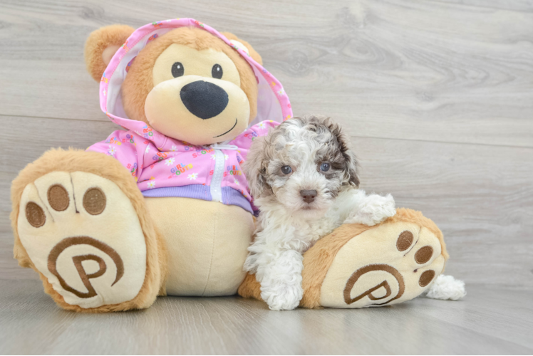Energetic Pudel Purebred Puppy