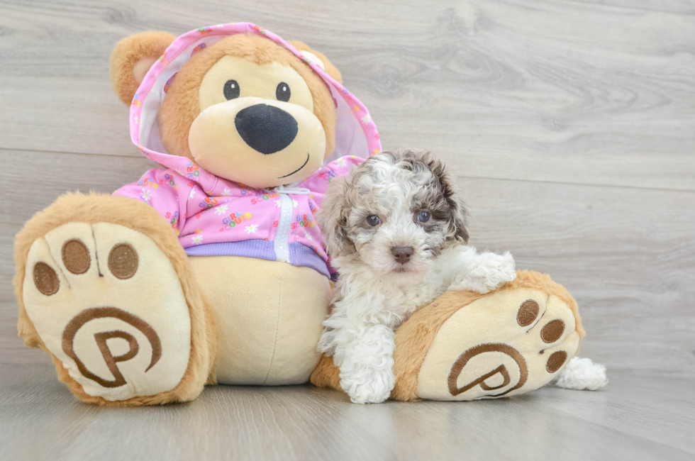 6 week old Poodle Puppy For Sale - Simply Southern Pups