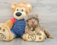 8 week old Poodle Puppy For Sale - Simply Southern Pups