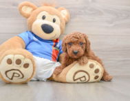 5 week old Poodle Puppy For Sale - Simply Southern Pups