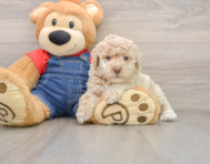 6 week old Poodle Puppy For Sale - Simply Southern Pups