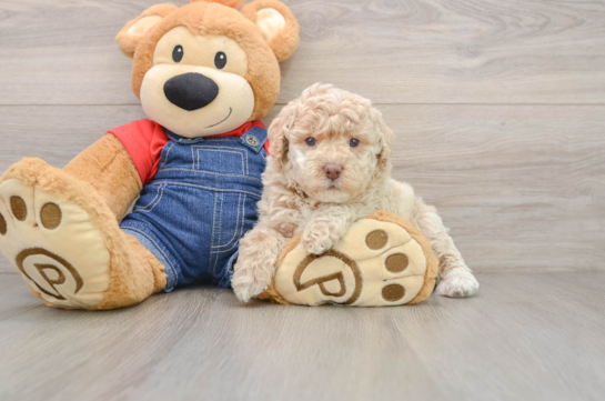 Funny Poodle Baby