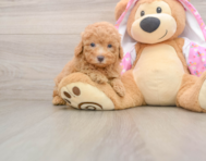 6 week old Poodle Puppy For Sale - Simply Southern Pups