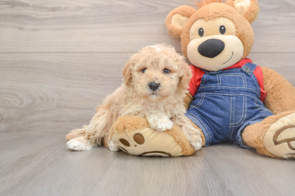 Friendly Poodle Baby