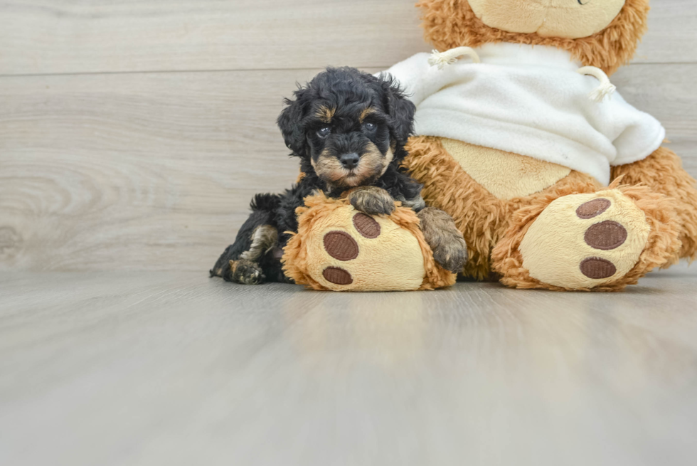 Energetic Caniche Purebred Puppy