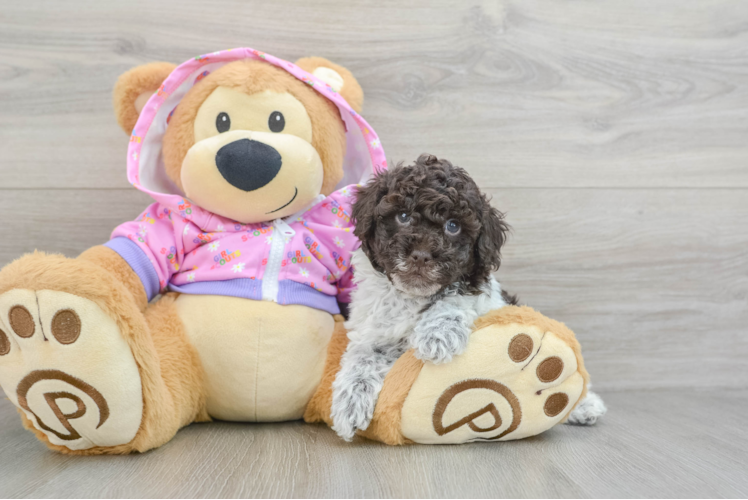 Poodle Pup Being Cute