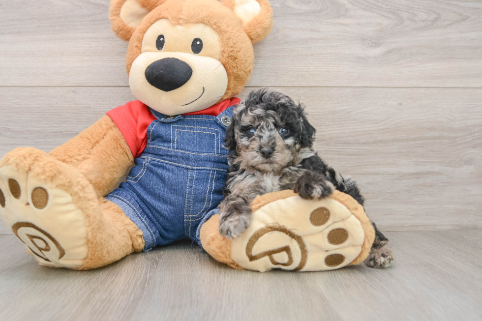 Hypoallergenic Poodle Baby