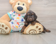 5 week old Poodle Puppy For Sale - Simply Southern Pups