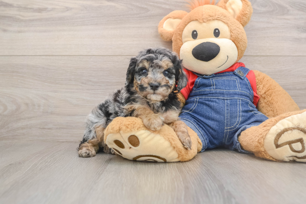 Smart Toy Poodle Purebred Puppy