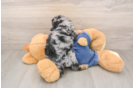Popular Poodle Baby