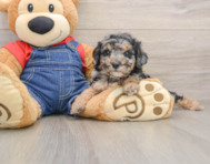 8 week old Poodle Puppy For Sale - Simply Southern Pups