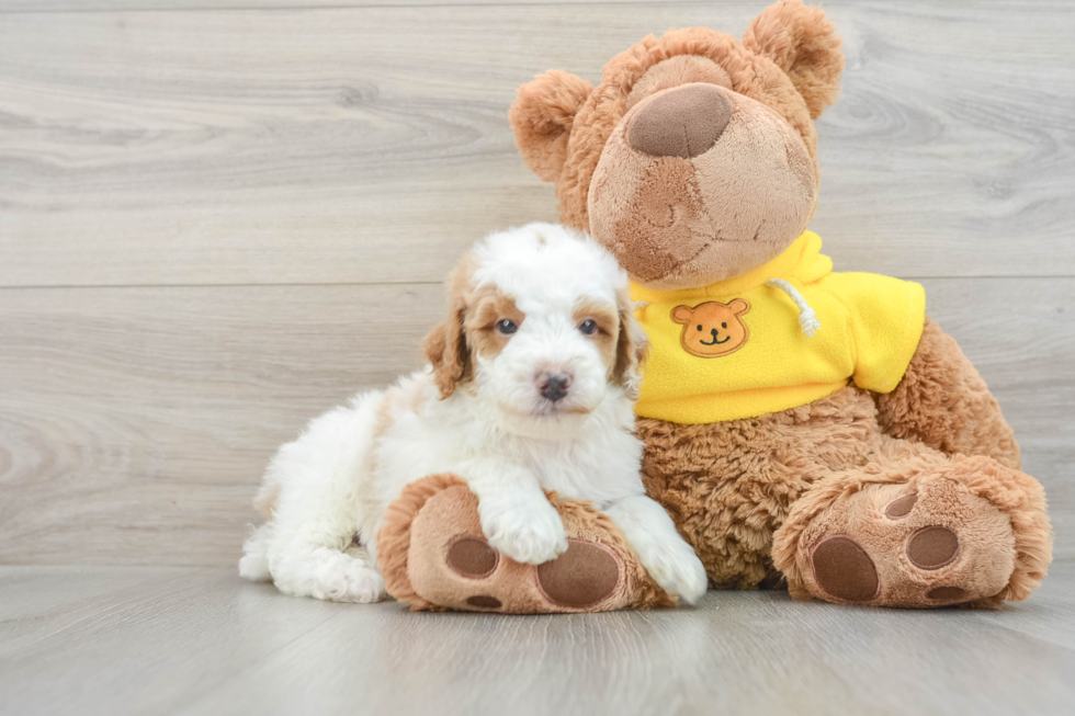 Poodle Pup Being Cute