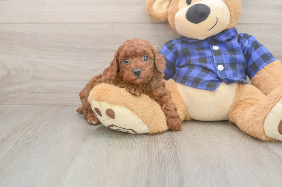 5 week old Poodle Puppy For Sale - Simply Southern Pups