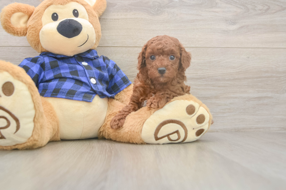 Poodle Puppy for Adoption