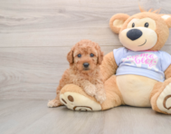 6 week old Poodle Puppy For Sale - Simply Southern Pups