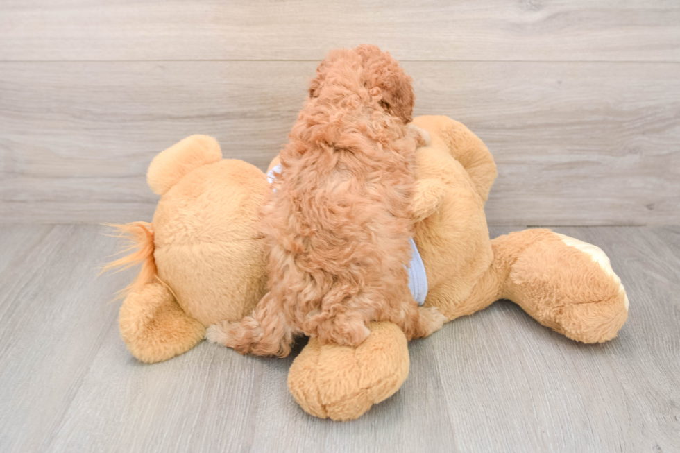 Poodle Pup Being Cute