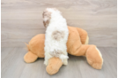 Cute Pooodle Purebred Puppy