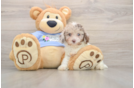 Friendly Poodle Purebred Pup