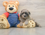 6 week old Poodle Puppy For Sale - Simply Southern Pups
