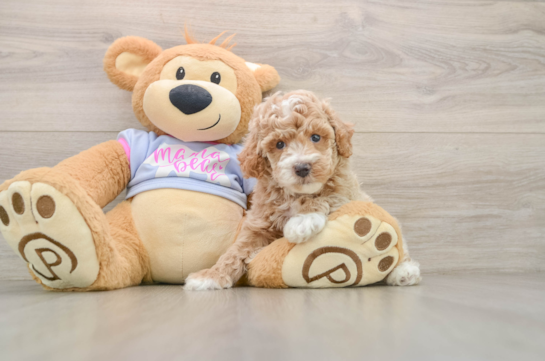 Best Poodle Baby
