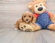 7 week old Poodle Puppy For Sale - Simply Southern Pups