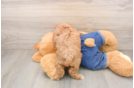 Popular Poodle Baby