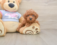 7 week old Poodle Puppy For Sale - Simply Southern Pups