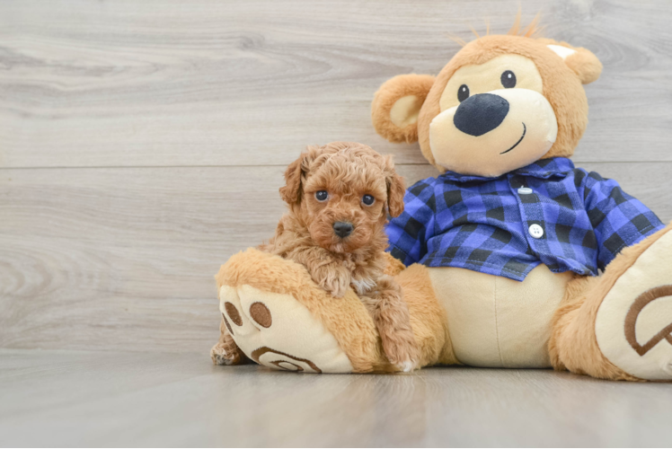 Poodle Puppy for Adoption
