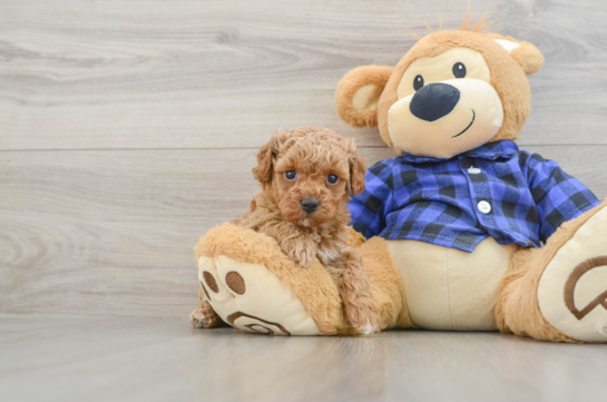 Poodle Puppy for Adoption