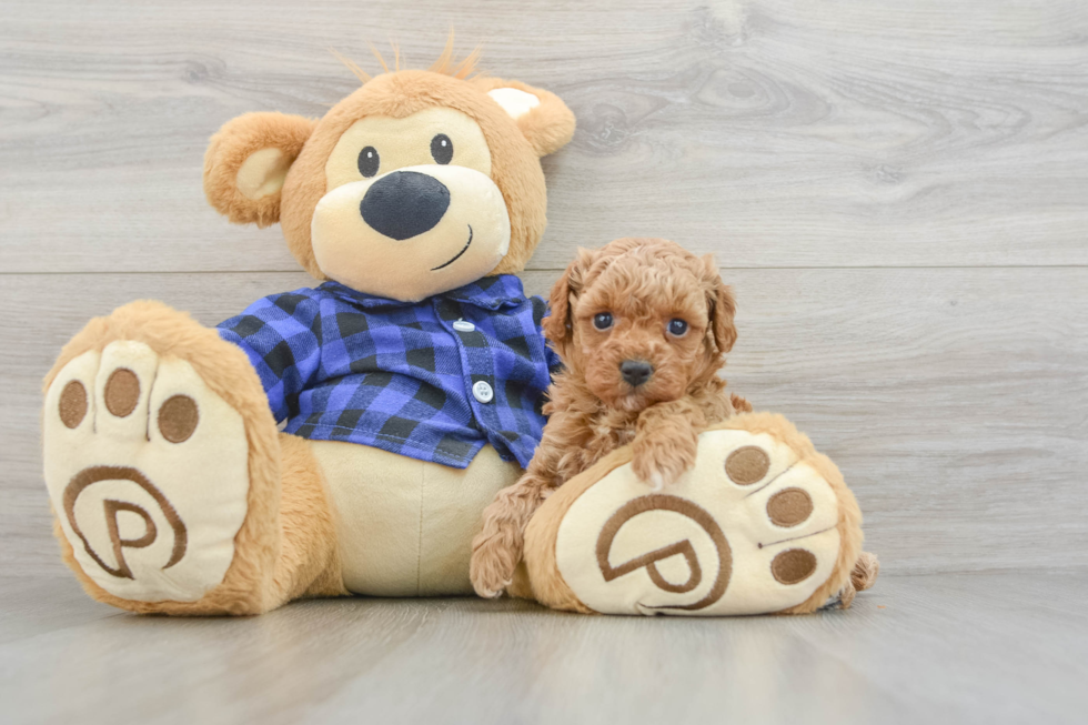 Energetic Pudel Purebred Puppy