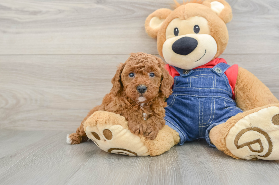 6 week old Poodle Puppy For Sale - Simply Southern Pups