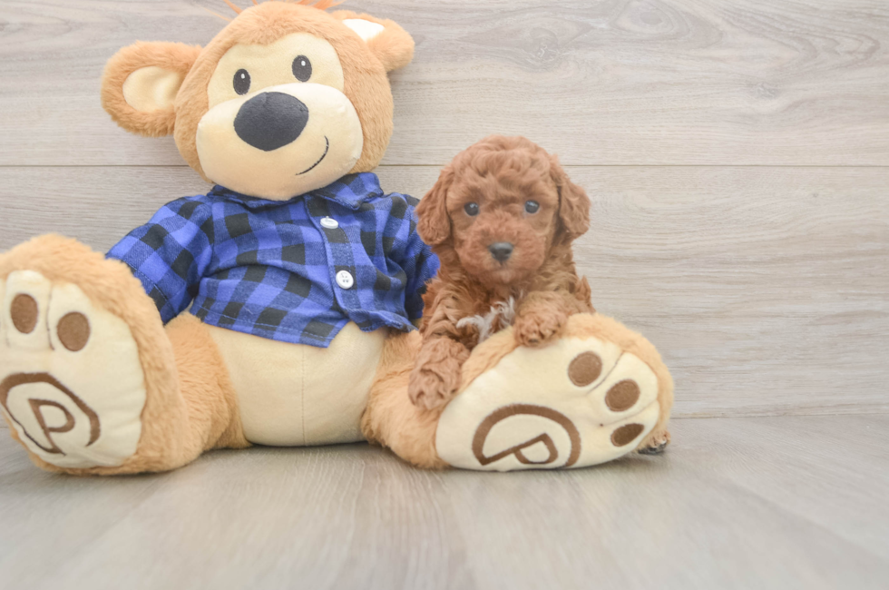 5 week old Poodle Puppy For Sale - Simply Southern Pups