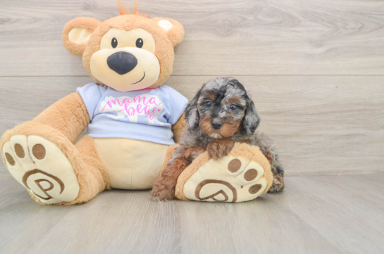 Hypoallergenic Poodle Purebred Pup