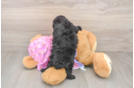 Friendly Poodle Baby