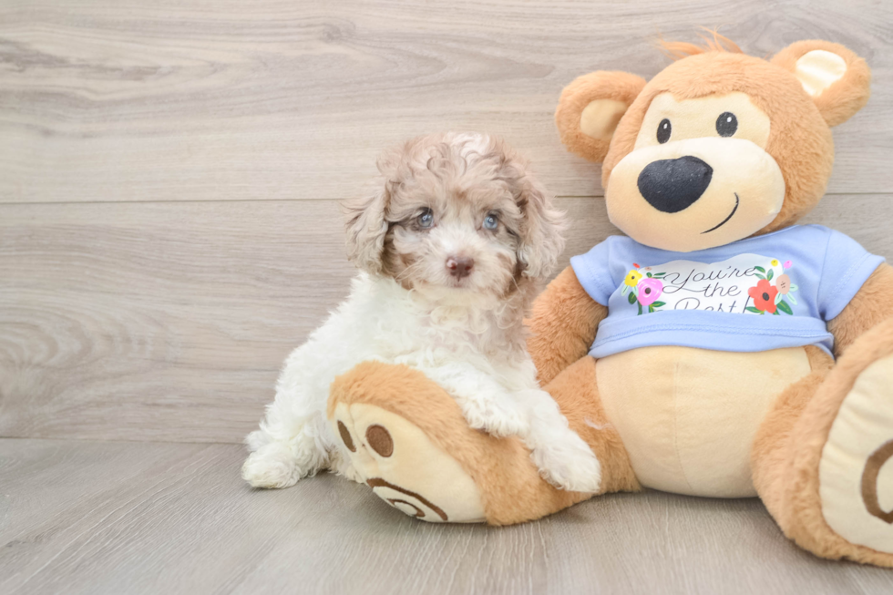 Adorable Toy Poodle Purebred Puppy